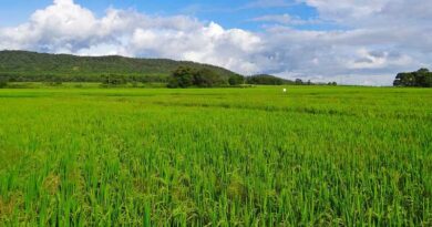 Paddy Procurement crosses 700 LMT mark benefiting over 96 lakh farmers
