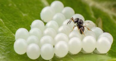 CABI shares expertise in FAO study paper exploring use of microbial and invertebrate biological control agents