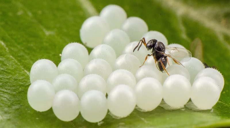 CABI shares expertise in FAO study paper exploring use of microbial and invertebrate biological control agents