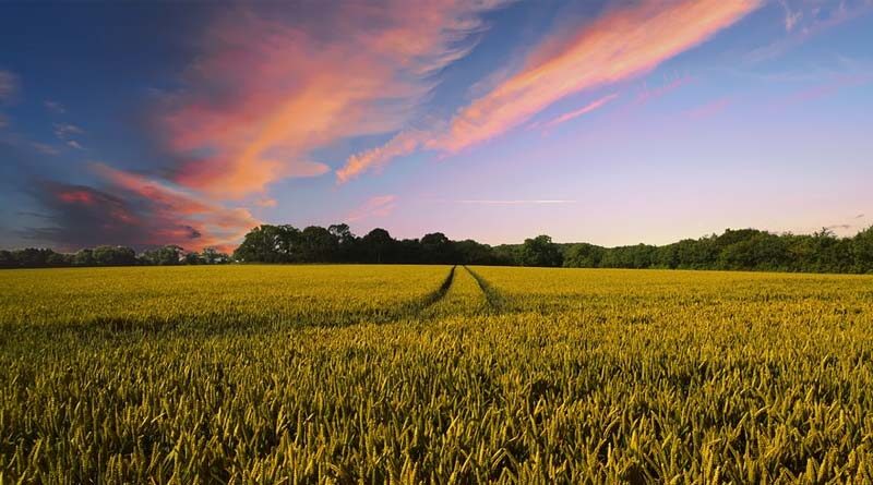 China sends fresh signals on advancing rural revitalization, building agricultural strength