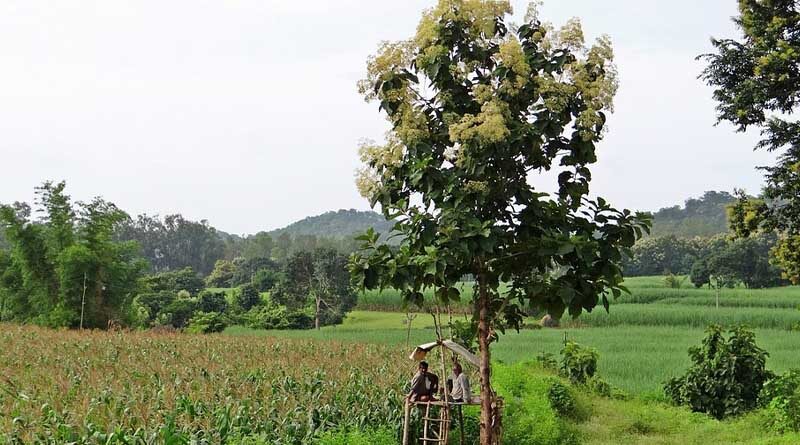 Many key provisions for Agriculture and Farmers Welfare in the budget