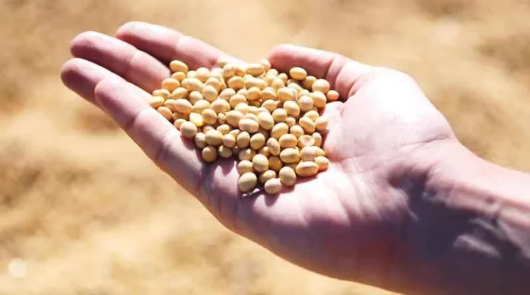 Brazilian soybeans at a discount to Chicago