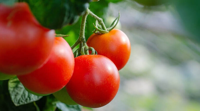 Tomato variety