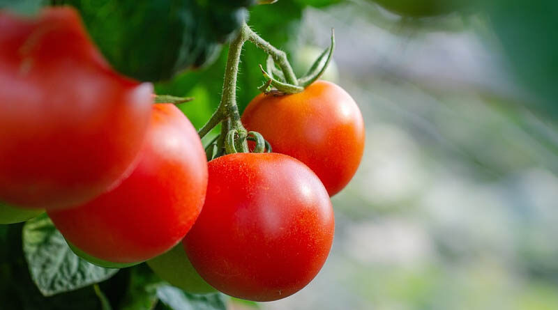 Tomato variety