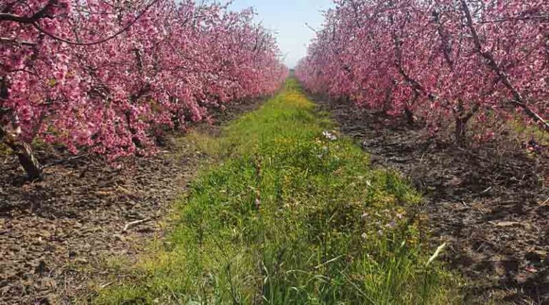 The pilot program was successful - zero pesticide residues in the pilot program of the Ministry of Agriculture