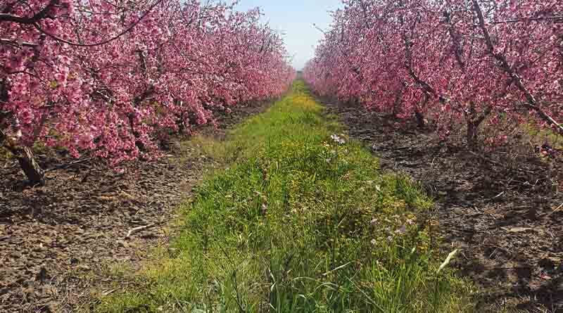 The pilot program was successful - zero pesticide residues in the pilot program of the Ministry of Agriculture