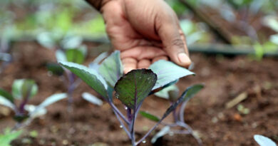 Latest IPCC report highlights the critical need to transform agrifood systems as a way to mitigate and adapt to climate change