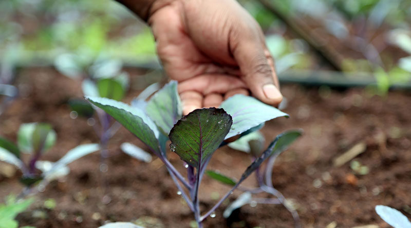 Latest IPCC report highlights the critical need to transform agrifood systems as a way to mitigate and adapt to climate change