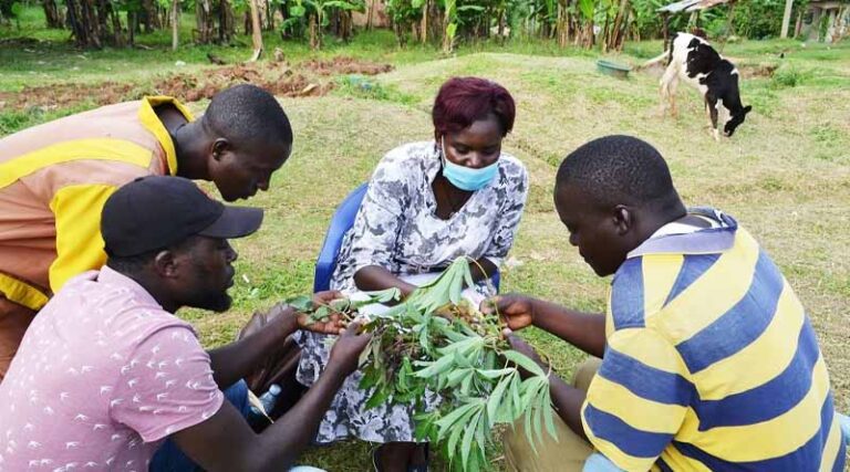 Aflatoxins, rabies and misuse of pesticides and animal health drugs are top ‘One Health’ issues at joint crop-livestock focused clinics in Uganda