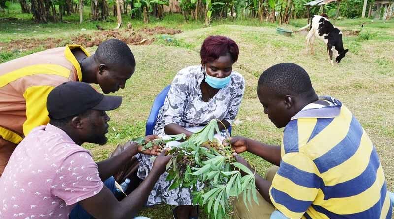 Aflatoxins, rabies and misuse of pesticides and animal health drugs are top ‘One Health’ issues at joint crop-livestock focused clinics in Uganda