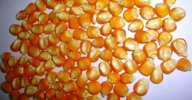 African scientists urge governments to invest in appropriate regulatory mechanisms for biotech products