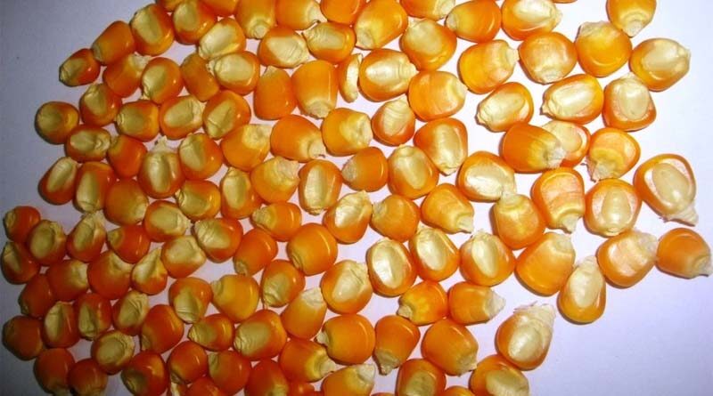African scientists urge governments to invest in appropriate regulatory mechanisms for biotech products
