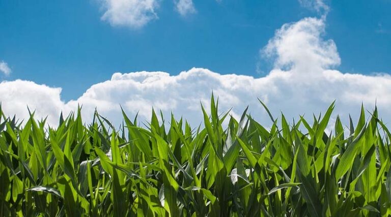 Suggestions sought from general public for the agricultural policy till March 31