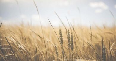 Wheat crop normal in all major states