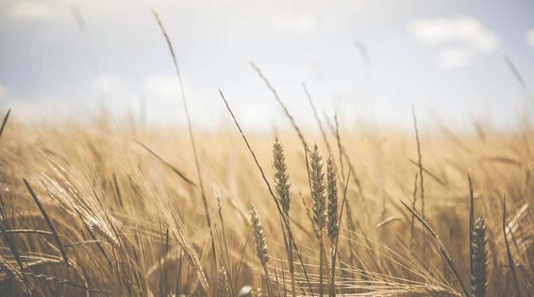 Wheat crop normal in all major states