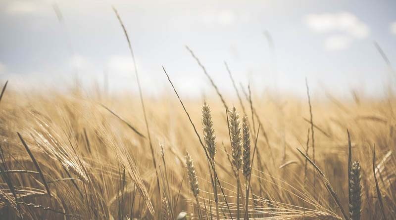 Wheat crop normal in all major states
