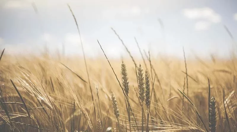 Wheat crop normal in all major states