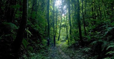 International Day of Forests 2023 global event highlights importance of forests for environmental and human health