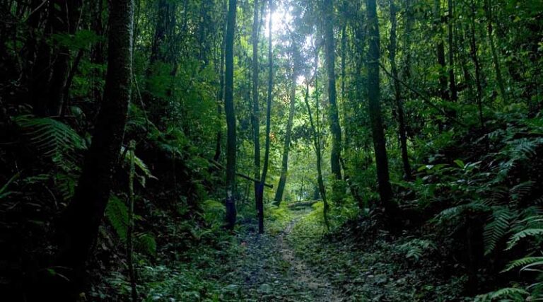 International Day of Forests 2023 global event highlights importance of forests for environmental and human health