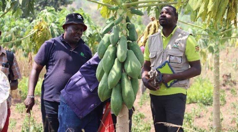 CABI works in partnership to step up fight against pests and diseases of papaya in Uganda