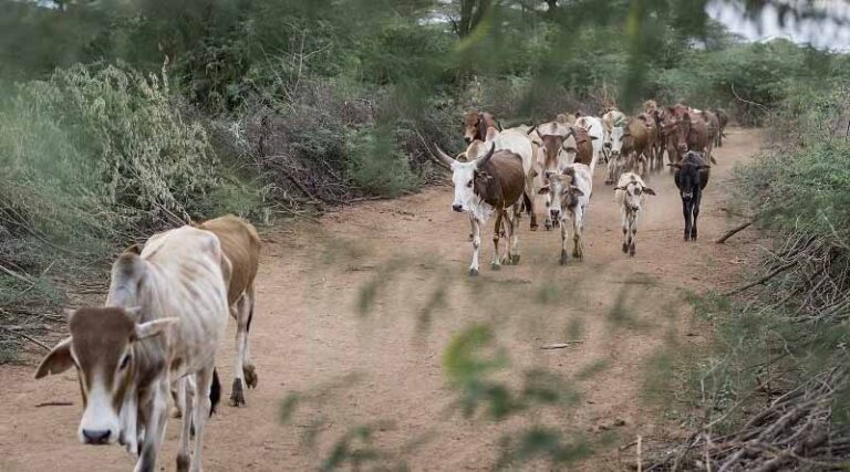 Kenya’s livestock value chain may be strengthened through collaboration with US agricultural sector