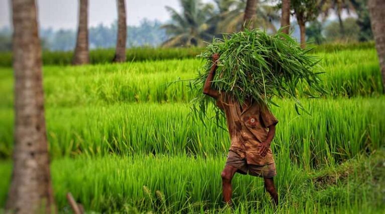 Central India witnessed widespread damage to both field and horticulture crops: CRISIL