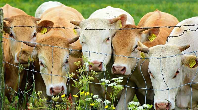 Future of bovine TB research comes ‘under the microscope’ at STAR-IDAZ IRC workshop