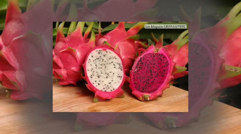 Total export turnover of dragon fruit reached more than 47 million USD
