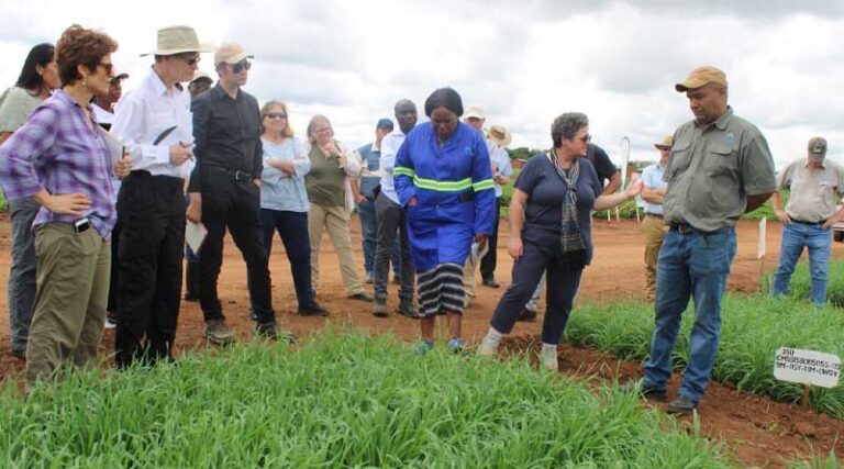 Rapid modern wheat variety adoption key to supply chain security in Malawi