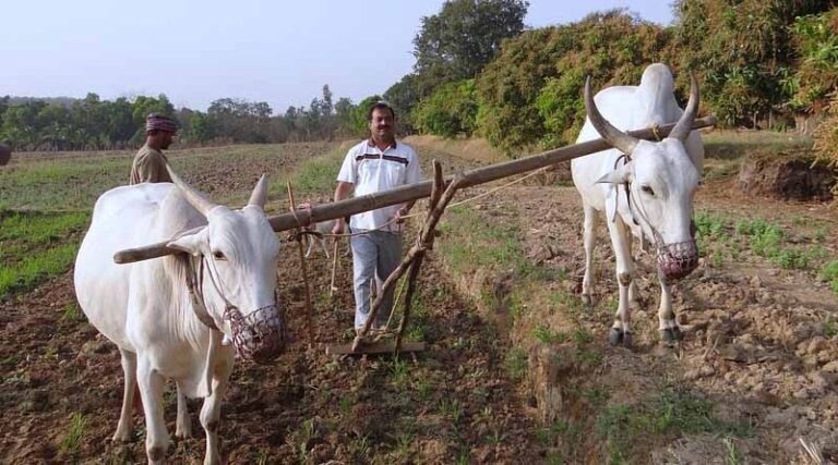 Everything you need to know about Indian government’s National Mission on Natural Farming