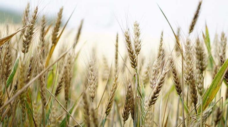 Canadian wheat exports hit new high