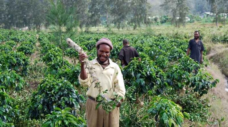 Working with Papua New Guinea to safeguard crop production
