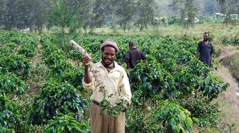 Working with Papua New Guinea to safeguard crop production