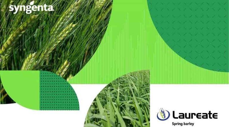 LAUREATE – the top pick of the malting varieties