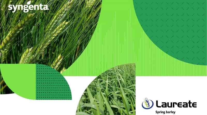 LAUREATE – the top pick of the malting varieties