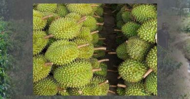 Durian is expected to become a billion - dollar fruit exported to China