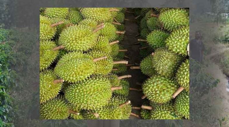 Durian is expected to become a billion - dollar fruit exported to China