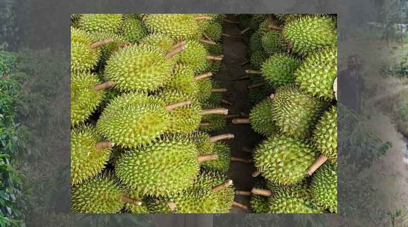 Durian is expected to become a billion - dollar fruit exported to China