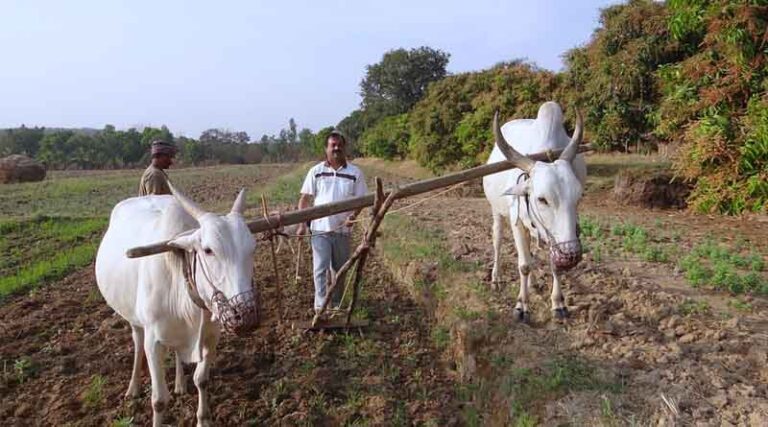 Agri-focused NBFCs and Fintech plays a critical role to augment credit requirement for agricultural innovation