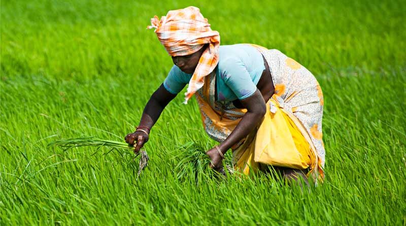 How will El Niño affect the coming Kharif sowing season in India
