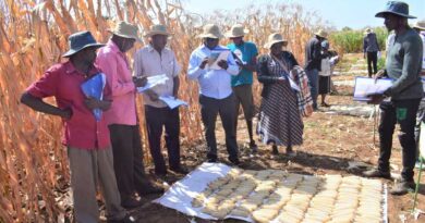 Plant Health Innovation Platform at Kiboko, Kenya: integrating and testing eco-friendly solutions against fall armyworm