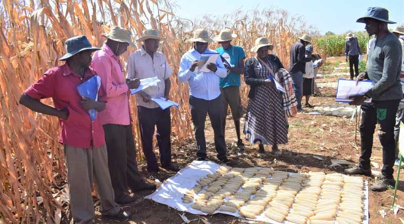 Plant Health Innovation Platform at Kiboko, Kenya: integrating and testing eco-friendly solutions against fall armyworm