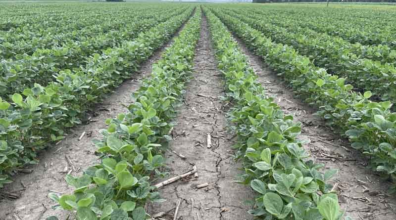Tendovo soybean herbicide from Syngenta earns rave reviews during first season of use
