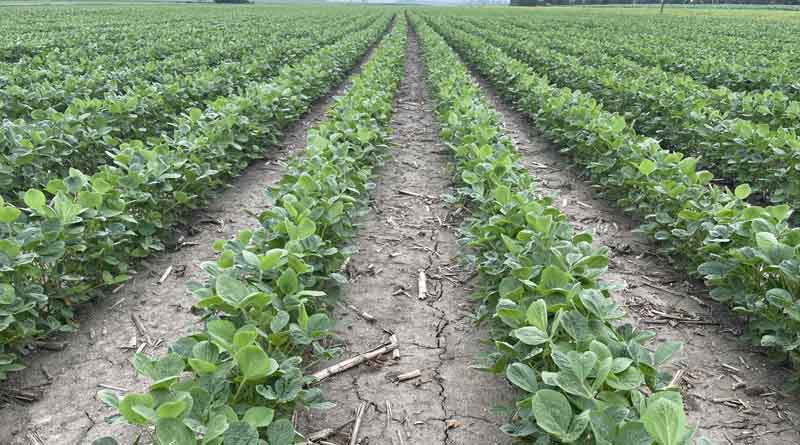 Tendovo soybean herbicide from Syngenta earns rave reviews during first season of use