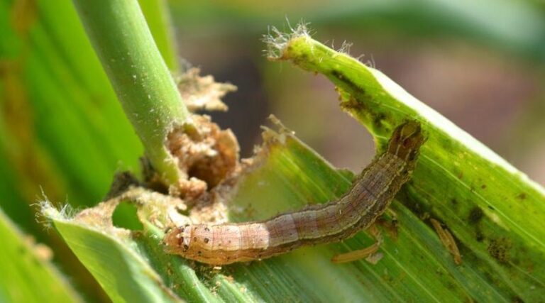 Eiphosoma laphygmae likely to be best classical biological control against devastating fall armyworm pest
