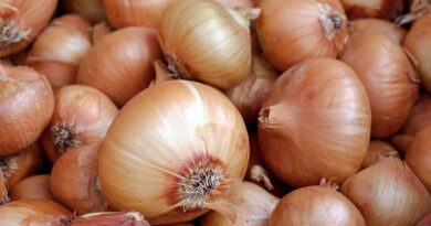 NAFED to begin procurement of Kharif Onion in Gujarat