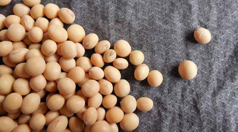Corteva Agriscience and Bunge Announce Collaboration to Develop Amino Acid-Enhanced Soybeans