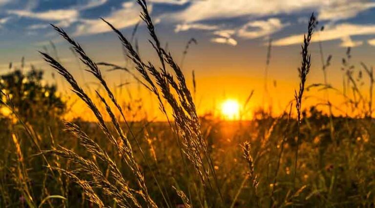 CS directs to certify inundated agriculture land in the state