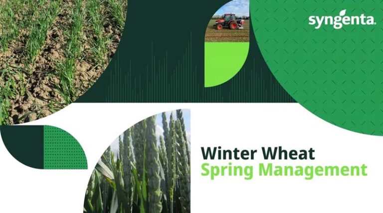 Protect yield with well timed early spring management