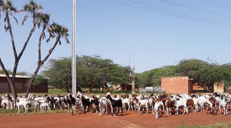 USAID and ICRISAT to enhance agro-pastoral productivity and market development in Niger